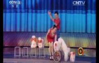 Adorable Puppies Performing Acrobatics