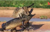 jaguar_attacks_crocodile_