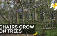 The Art Of Growing Chairs On Trees