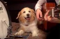 This Dog Has More Talent And Sense Of Music