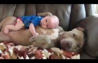 Cute Little Baby And Pitbull