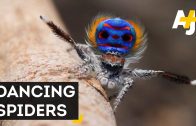 Seven New Species Of Peacock Spiders