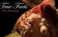 True Facts About The Octopus