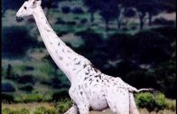 White Giraffes: Nature Documentary