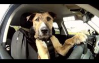 Dogs Taught To Driver A Car