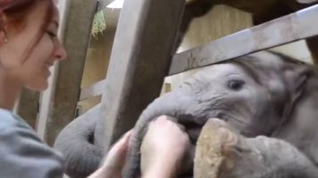 Humans Have A Special Bond With Elephants