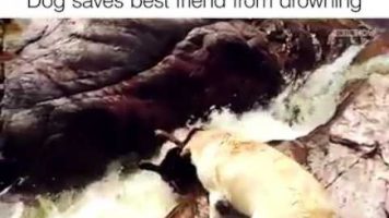 Dogs Saves His Best Friend From Drowning