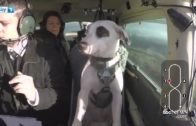 Dog Flying Airplane Is Just Unbelievable