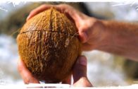 How To Open Coconuts Without Any Tools