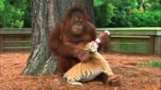 Orangutan Takes Care Of Tiger Cubs