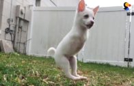 Puppy Born Without Front Legs Can Jump So High