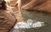 An Owl Swimming In Slot Canyon In Lake Powell