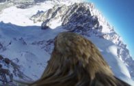Mont Blanc From A Flying Eagle Point Of View