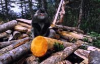 Monkey Awakens Environmental Consciousness In China