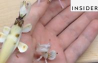 The Orchid Mantis Is Not A Flower – Its An Insect
