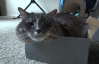Cat – If It Fits, I Sit!