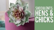 How To Make Gum Paste Echeveria Succulents