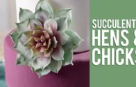 How To Make Gum Paste Echeveria Succulents