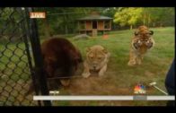 Lion, Tiger And Bear Are Best Friends