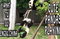 Pandas Playing At Chengdu Panda Reserve
