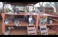 Island Cats – The Lanai Cat Sanctuary of Hawaii