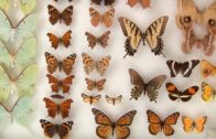 Moths Vs Butterflies