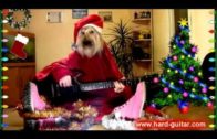 Dog Wishes Merry Christmas While Playing Guitar