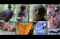Crazy Animals From South America Compilation