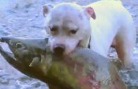 Smart Dog Who Loves Fishing