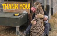 African Big Cat Shows Its Affection To A Man