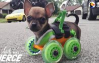 This Disabled Tiny Puppy Is Happy To Walk On Wheels