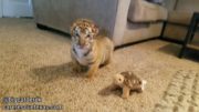 These Adorable Baby Tigers Will Make Your Day