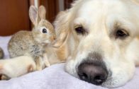 Golden Retriever Dog Adopts Adorable Baby Bunnies