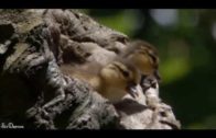 Adorable Ducklings Jumping Down From The Nest