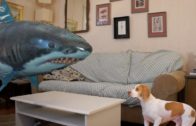 Funny Dog Playing With Shark Balloon