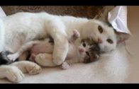 Adorable Mother Cats And Their Cute Kittens
