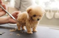 Adorable Puppy Getting Groomed For The First Time