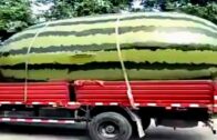 15 Gigantic Fruits And Vegetables Ever Created