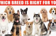Reviews Of Top 10 Dog Breeds To Let You Decide Which One To Buy