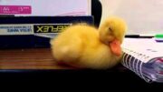 This Sleepy Baby Duck Can’t Stay Awake