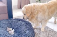 Golden Retriever Shocked By A Kitten Occupying His Bed